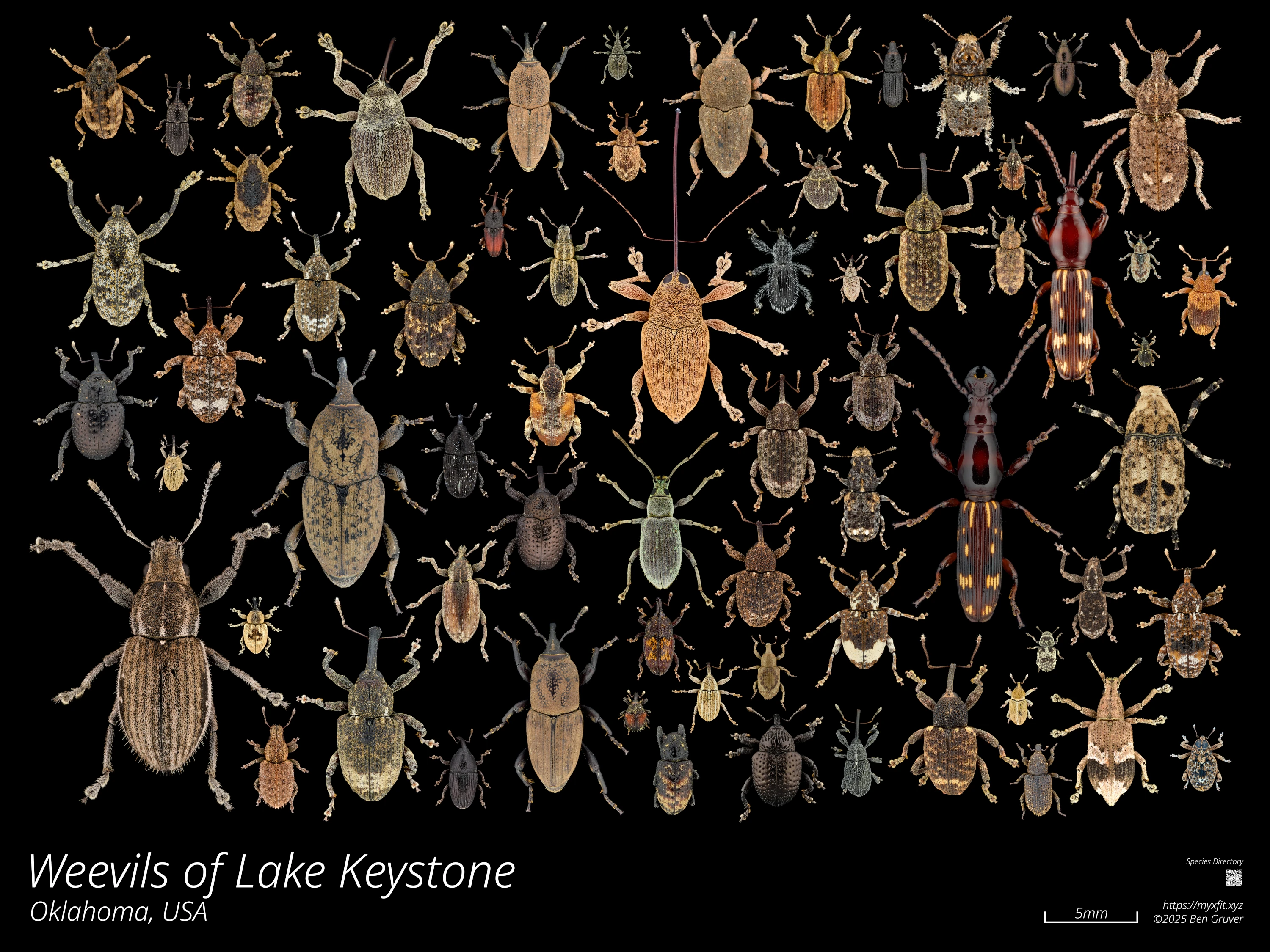 Weevils of Lake Keystone poster