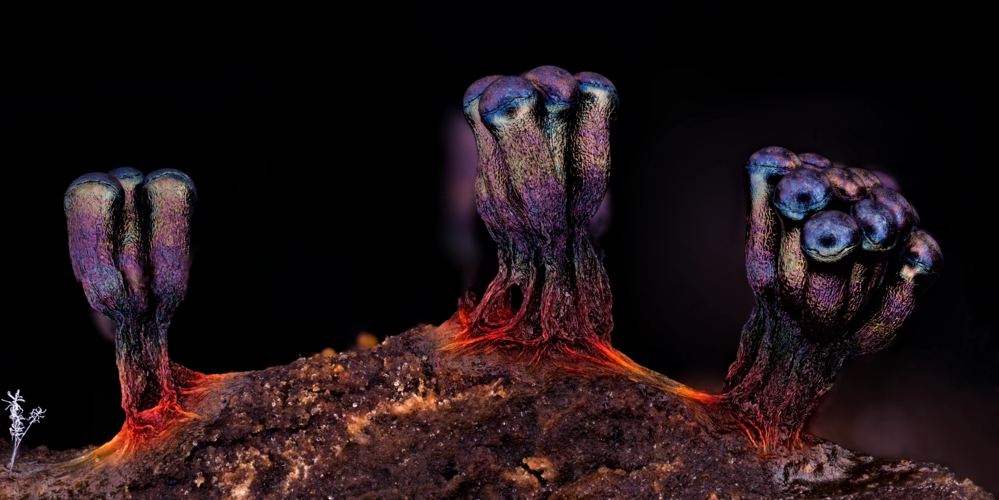 Slime mold fruiting bodies of Metatrichia vesparia