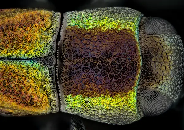 






  
    
  
  
    
  
  


Agrilaxia flavimana with Laowa Aurogon @ 10x
<br>
<br>


  2025-06-03
  <br>



  <a href="
  https://www.inaturalist.org/observations/286708438
  " style="color: #0087ff; text-decoration: underline;">iNaturalist observation</a>
  <br>



  ©️2025 Ben Gruver

<br>
License: <a href="https://creativecommons.org/licenses/by-nc/4.0/" style="text-decoration: underline;">CC BY-NC 4.0</a> 






