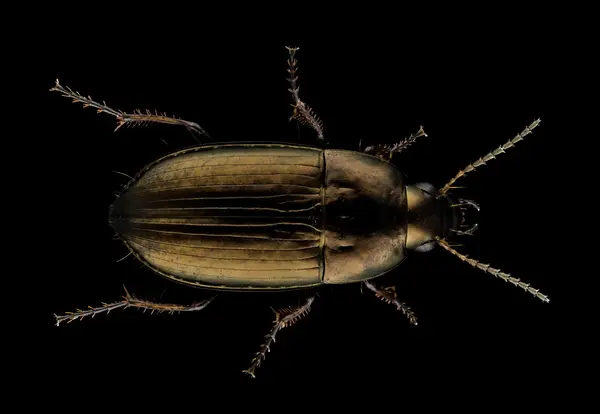 






  
    
  
  
    
  
  


Amara sp.
<br>
<br>


  2024-03-05
  <br>



  <a href="
  https://www.inaturalist.org/observations/201420583
  " style="color: #0087ff; text-decoration: underline;">iNaturalist observation</a>
  <br>



  ©️2024 Ben Gruver

<br>
License: <a href="https://creativecommons.org/licenses/by-nc/4.0/" style="text-decoration: underline;">CC BY-NC 4.0</a> 






