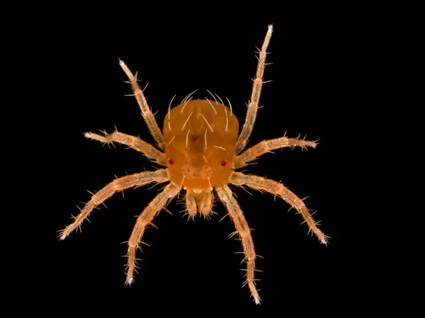 






  
    
  
  
    
  
  


Anystis sp.
<br>
<br>


  2023-10-18
  <br>



  <a href="
  https://www.inaturalist.org/observations/188052558
  " style="color: #0087ff; text-decoration: underline;">iNaturalist observation</a>
  <br>



  ©️2023 Ben Gruver

<br>
License: <a href="https://creativecommons.org/licenses/by-nc/4.0/" style="text-decoration: underline;">CC BY-NC 4.0</a> 






