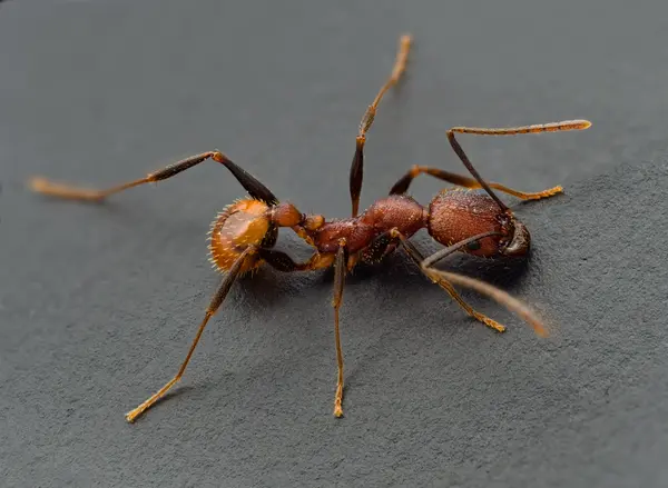 






  
    
  
  
    
  
  


Aphaenogaster lamellidens
<br>
<br>


  2023-04-02
  <br>



  <a href="
  https://www.inaturalist.org/observations/153274358
  " style="color: #0087ff; text-decoration: underline;">iNaturalist observation</a>
  <br>



  ©️2023 Ben Gruver

<br>
License: <a href="https://creativecommons.org/licenses/by-nc/4.0/" style="text-decoration: underline;">CC BY-NC 4.0</a> 






