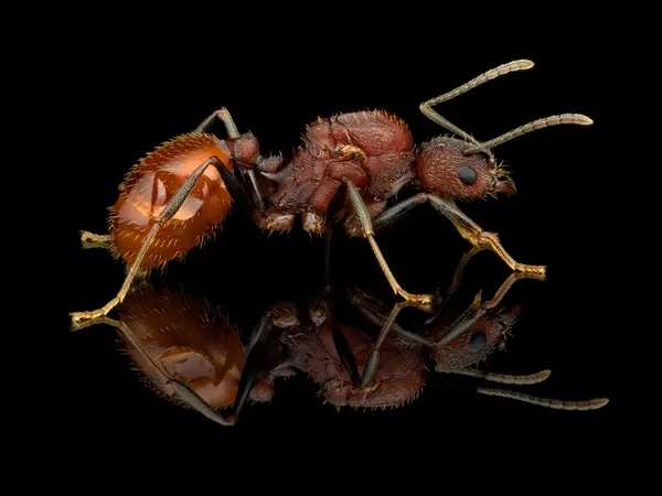 






  
    
  
  
    
  
  


Aphaenogaster lamellidens queen
<br>
<br>


  2025-07-01
  <br>



  <a href="
  https://www.inaturalist.org/observations/294507139
  " style="color: #0087ff; text-decoration: underline;">iNaturalist observation</a>
  <br>



  ©️2025 Ben Gruver

<br>
License: <a href="https://creativecommons.org/licenses/by-nc/4.0/" style="text-decoration: underline;">CC BY-NC 4.0</a> 






