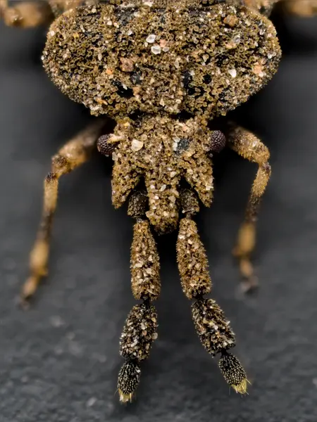 






  
    
  
  
    
  
  


Aradus robustus
<br>
<br>


  2023-03-22
  <br>



  <a href="
  https://www.inaturalist.org/observations/151916002
  " style="color: #0087ff; text-decoration: underline;">iNaturalist observation</a>
  <br>



  ©️2023 Ben Gruver

<br>
License: <a href="https://creativecommons.org/licenses/by-nc/4.0/" style="text-decoration: underline;">CC BY-NC 4.0</a> 






