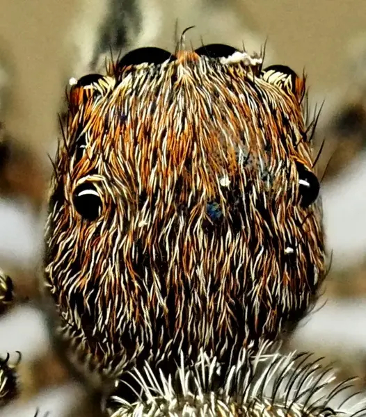 






  
    
  
  
  


Attinella concolor, mature female
<br>
<br>


  2022-09-28
  <br>





  ©️2022 Ben Gruver

<br>
License: <a href="https://creativecommons.org/licenses/by-nc/4.0/" style="text-decoration: underline;">CC BY-NC 4.0</a> 






