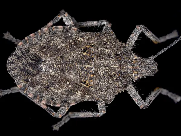 






  
    
  
  
    
  
  


Brochymena sp.
<br>
<br>


  2022-11-03
  <br>



  <a href="
  https://www.inaturalist.org/observations/141026679
  " style="color: #0087ff; text-decoration: underline;">iNaturalist observation</a>
  <br>



  ©️2022 Ben Gruver

<br>
License: <a href="https://creativecommons.org/licenses/by-nc/4.0/" style="text-decoration: underline;">CC BY-NC 4.0</a> 






