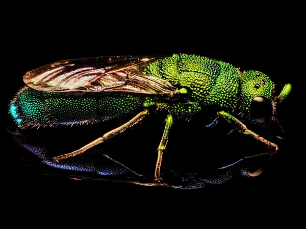 






  
    
  
  
    
  
  


Caenochrysis sp.
<br>
<br>


  2022-11-05
  <br>



  <a href="
  https://www.inaturalist.org/observations/141209331
  " style="color: #0087ff; text-decoration: underline;">iNaturalist observation</a>
  <br>



  ©️2022 Ben Gruver

<br>
License: <a href="https://creativecommons.org/licenses/by-nc/4.0/" style="text-decoration: underline;">CC BY-NC 4.0</a> 






