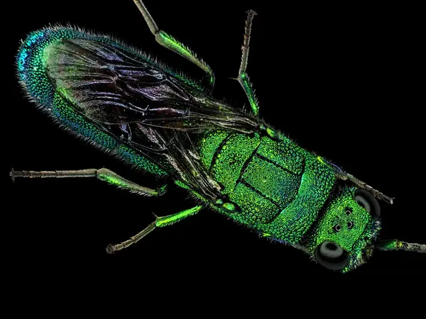 






  
    
  
  
    
  
  


Caenochrysis sp.
<br>
<br>


  2022-11-05
  <br>



  <a href="
  https://www.inaturalist.org/observations/141209331
  " style="color: #0087ff; text-decoration: underline;">iNaturalist observation</a>
  <br>



  ©️2022 Ben Gruver

<br>
License: <a href="https://creativecommons.org/licenses/by-nc/4.0/" style="text-decoration: underline;">CC BY-NC 4.0</a> 






