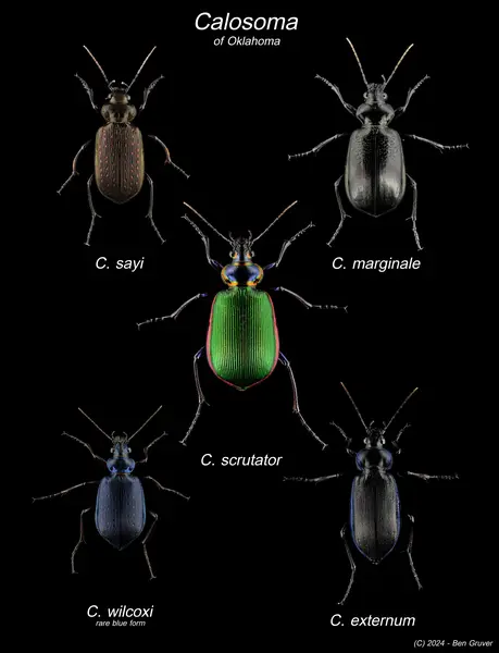 






  
    
  
  
  


Calosoma ssp.
<br>
<br>


  2024-05-27
  <br>





  ©️2024 Ben Gruver

<br>
License: <a href="https://creativecommons.org/licenses/by-nc/4.0/" style="text-decoration: underline;">CC BY-NC 4.0</a> 






