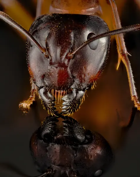 






  
    
  
  
    
  
  


Camponotus americanus
<br>
<br>


  2024-09-01
  <br>



  <a href="
  https://www.inaturalist.org/observations/239130858
  " style="color: #0087ff; text-decoration: underline;">iNaturalist observation</a>
  <br>



  ©️2024 Ben Gruver

<br>
License: <a href="https://creativecommons.org/licenses/by-nc/4.0/" style="text-decoration: underline;">CC BY-NC 4.0</a> 






