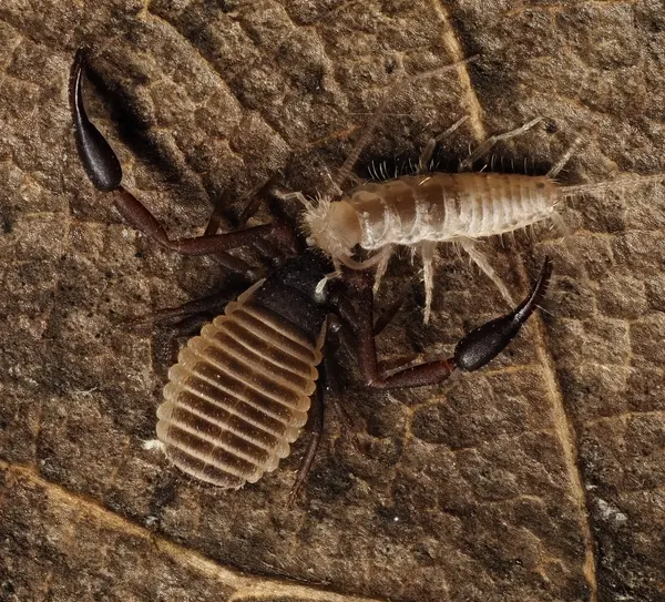 






  
    
  
  
  


Cheliferidae sp.
<br>
<br>


  2022-10-18
  <br>





  ©️2022 Ben Gruver

<br>
License: <a href="https://creativecommons.org/licenses/by-nc/4.0/" style="text-decoration: underline;">CC BY-NC 4.0</a> 






