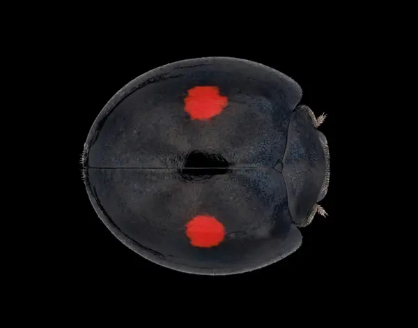 






  
    
  
  
    
  
  


Chilocorus stigma
<br>
<br>


  2024-10-31
  <br>



  <a href="
  https://www.inaturalist.org/observations/249941246
  " style="color: #0087ff; text-decoration: underline;">iNaturalist observation</a>
  <br>



  ©️2024 Ben Gruver

<br>
License: <a href="https://creativecommons.org/licenses/by-nc/4.0/" style="text-decoration: underline;">CC BY-NC 4.0</a> 






