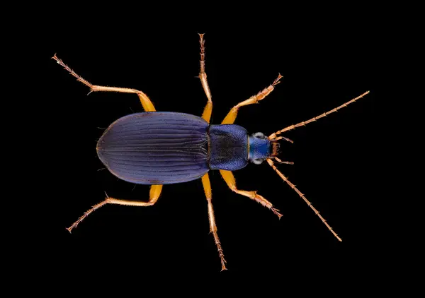 






  
    
  
  
    
  
  


Chlaenius erythropus
<br>
<br>


  2024-10-21
  <br>



  <a href="
  https://www.inaturalist.org/observations/248531360
  " style="color: #0087ff; text-decoration: underline;">iNaturalist observation</a>
  <br>



  ©️2024 Ben Gruver

<br>
License: <a href="https://creativecommons.org/licenses/by-nc/4.0/" style="text-decoration: underline;">CC BY-NC 4.0</a> 






