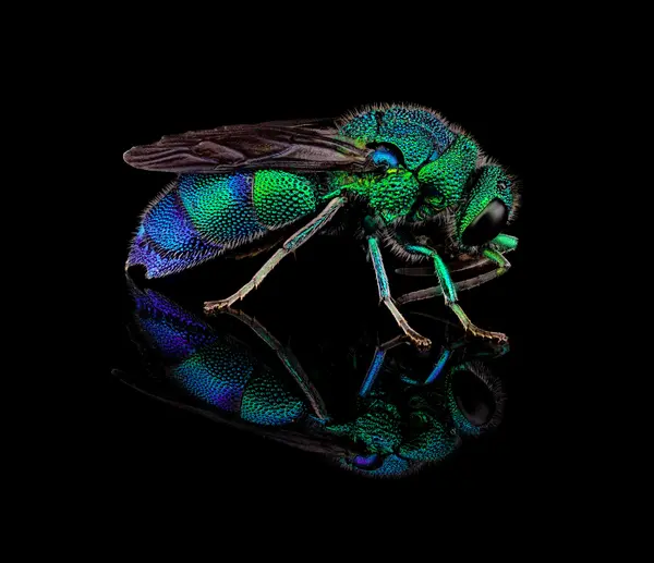 






  
    
  
  
    
  
  


Chrysis conica
<br>
<br>


  2024-11-01
  <br>



  <a href="
  https://www.inaturalist.org/observations/250082557
  " style="color: #0087ff; text-decoration: underline;">iNaturalist observation</a>
  <br>



  ©️2024 Ben Gruver

<br>
License: <a href="https://creativecommons.org/licenses/by-nc/4.0/" style="text-decoration: underline;">CC BY-NC 4.0</a> 






