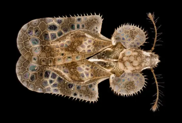 






  
    
  
  
    
  
  


Corythucha sp.
<br>
<br>


  2023-10-07
  <br>



  <a href="
  https://www.inaturalist.org/observations/186606440
  " style="color: #0087ff; text-decoration: underline;">iNaturalist observation</a>
  <br>



  ©️2023 Ben Gruver

<br>
License: <a href="https://creativecommons.org/licenses/by-nc/4.0/" style="text-decoration: underline;">CC BY-NC 4.0</a> 






