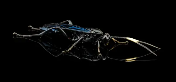 






  
    
  
  
    
  
  


Cratichneumon unifasciatorius
<br>
<br>


  2025-04-10
  <br>



  <a href="
  https://www.inaturalist.org/observations/269581360
  " style="color: #0087ff; text-decoration: underline;">iNaturalist observation</a>
  <br>



  ©️2025 Ben Gruver

<br>
License: <a href="https://creativecommons.org/licenses/by-nc/4.0/" style="text-decoration: underline;">CC BY-NC 4.0</a> 






