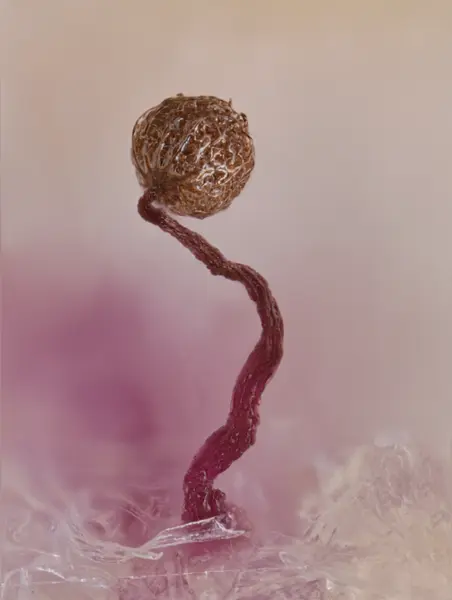 






  
    
  
  
    
  
  


Cribraria sp.
<br>
<br>


  2026-03-01
  <br>



  <a href="
  https://www.inaturalist.org/observations/341074007
  " style="color: #0087ff; text-decoration: underline;">iNaturalist observation</a>
  <br>



  ©️2026 Ben Gruver

<br>
License: <a href="https://creativecommons.org/licenses/by-nc/4.0/" style="text-decoration: underline;">CC BY-NC 4.0</a> 






