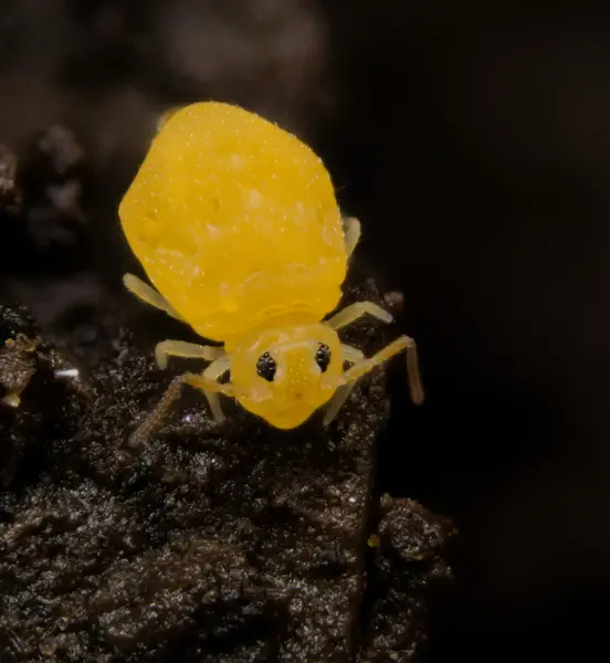 






  
    
  
  
    
  
  


Deuterosminthurus nonfasciatus
<br>
<br>


  2023-04-27
  <br>



  <a href="
  https://www.inaturalist.org/observations/156985408
  " style="color: #0087ff; text-decoration: underline;">iNaturalist observation</a>
  <br>



  ©️2023 Ben Gruver

<br>
License: <a href="https://creativecommons.org/licenses/by-nc/4.0/" style="text-decoration: underline;">CC BY-NC 4.0</a> 






