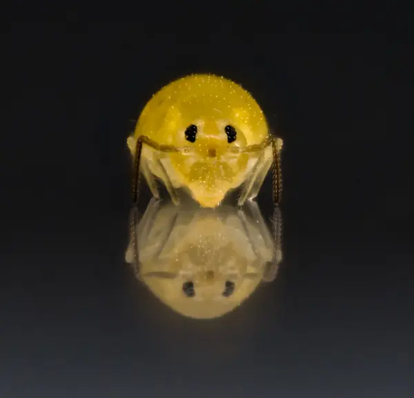 






  
    
  
  
    
  
  


Deuterosminthurus nonfasciatus
<br>
<br>


  2023-04-27
  <br>



  <a href="
  https://www.inaturalist.org/observations/156985408
  " style="color: #0087ff; text-decoration: underline;">iNaturalist observation</a>
  <br>



  ©️2023 Ben Gruver

<br>
License: <a href="https://creativecommons.org/licenses/by-nc/4.0/" style="text-decoration: underline;">CC BY-NC 4.0</a> 






