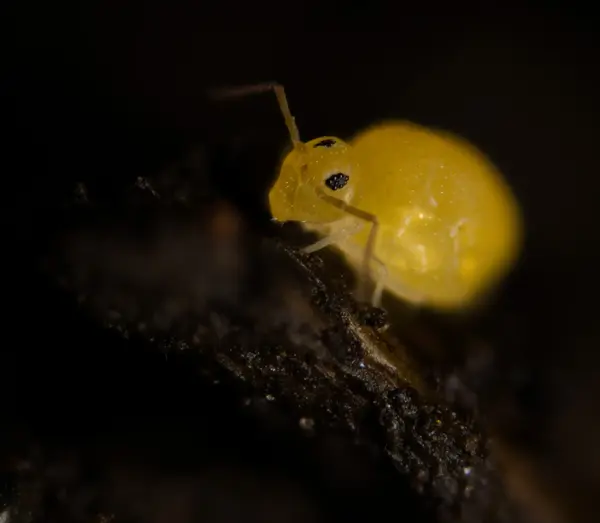 






  
    
  
  
    
  
  


Deuterosminthurus nonfasciatus
<br>
<br>


  2023-04-27
  <br>



  <a href="
  https://www.inaturalist.org/observations/156985408
  " style="color: #0087ff; text-decoration: underline;">iNaturalist observation</a>
  <br>



  ©️2023 Ben Gruver

<br>
License: <a href="https://creativecommons.org/licenses/by-nc/4.0/" style="text-decoration: underline;">CC BY-NC 4.0</a> 






