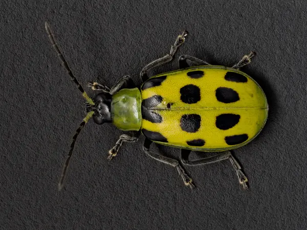 






  
    
  
  
    
  
  


Diabrotica undecimpunctata
<br>
<br>


  2023-04-08
  <br>



  <a href="
  https://www.inaturalist.org/observations/153904534
  " style="color: #0087ff; text-decoration: underline;">iNaturalist observation</a>
  <br>



  ©️2023 Ben Gruver

<br>
License: <a href="https://creativecommons.org/licenses/by-nc/4.0/" style="text-decoration: underline;">CC BY-NC 4.0</a> 






