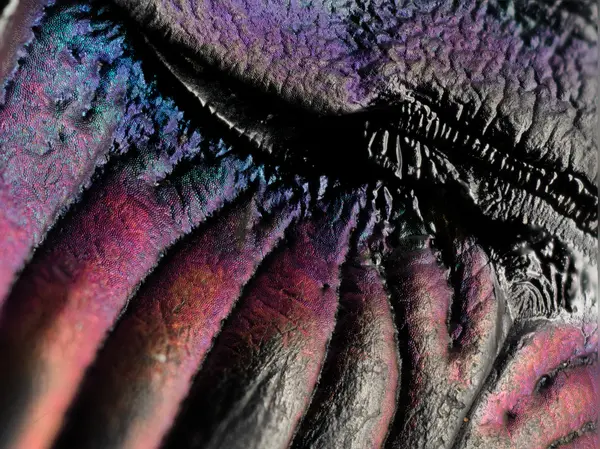 






  
    
  
  
  


Dicaelus purpuratus
<br>
<br>


  2023-01-17
  <br>





  ©️2023 Ben Gruver

<br>
License: <a href="https://creativecommons.org/licenses/by-nc/4.0/" style="text-decoration: underline;">CC BY-NC 4.0</a> 






