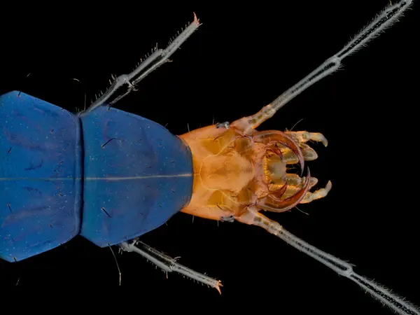 






  
    
  
  
    
  
  


Dicaelus purpuratus larva
<br>
<br>


  2025-06-03
  <br>



  <a href="
  https://www.inaturalist.org/observations/286653489
  " style="color: #0087ff; text-decoration: underline;">iNaturalist observation</a>
  <br>



  ©️2025 Ben Gruver

<br>
License: <a href="https://creativecommons.org/licenses/by-nc/4.0/" style="text-decoration: underline;">CC BY-NC 4.0</a> 






