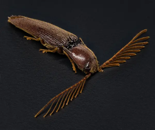 






  
    
  
  
    
  
  


Dicrepidius palmatus
<br>
<br>


  2023-07-11
  <br>



  <a href="
  https://www.inaturalist.org/observations/172306739
  " style="color: #0087ff; text-decoration: underline;">iNaturalist observation</a>
  <br>



  ©️2023 Ben Gruver

<br>
License: <a href="https://creativecommons.org/licenses/by-nc/4.0/" style="text-decoration: underline;">CC BY-NC 4.0</a> 






