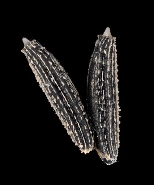 






  
    
  
  
    
  
  


Emesaya brevipennis eggs
<br>
<br>


  2023-10-15
  <br>



  <a href="
  https://www.inaturalist.org/observations/187740520
  " style="color: #0087ff; text-decoration: underline;">iNaturalist observation</a>
  <br>



  ©️2023 Ben Gruver

<br>
License: <a href="https://creativecommons.org/licenses/by-nc/4.0/" style="text-decoration: underline;">CC BY-NC 4.0</a> 






