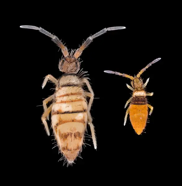 






  
    
  
  
  


Entomobrya atrocincta, female (left) and male (right)
<br>
<br>


  2023-12-30
  <br>





  ©️2023 Ben Gruver

<br>
License: <a href="https://creativecommons.org/licenses/by-nc/4.0/" style="text-decoration: underline;">CC BY-NC 4.0</a> 






