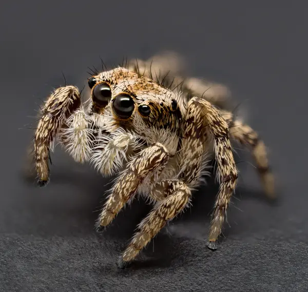 






  
    
  
  
    
  
  


Habronattus cognatus, juvenile
<br>
<br>


  2023-07-11
  <br>



  <a href="
  https://www.inaturalist.org/observations/172293096
  " style="color: #0087ff; text-decoration: underline;">iNaturalist observation</a>
  <br>



  ©️2023 Ben Gruver

<br>
License: <a href="https://creativecommons.org/licenses/by-nc/4.0/" style="text-decoration: underline;">CC BY-NC 4.0</a> 






