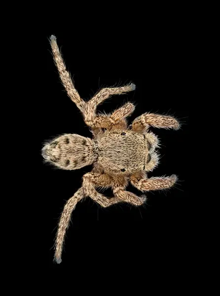 






  
    
  
  
    
  
  


A little Habronattus spider, in a "power stance". That was the stance it landed in after a jump, that it held for long enough to get a stack (5-10s)
<br>
<br>


  2025-08-16
  <br>



  <a href="
  https://www.inaturalist.org/observations/306667724
  " style="color: #0087ff; text-decoration: underline;">iNaturalist observation</a>
  <br>



  ©️2025 Ben Gruver

<br>
License: <a href="https://creativecommons.org/licenses/by-nc/4.0/" style="text-decoration: underline;">CC BY-NC 4.0</a> 






