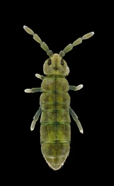 






  
    
  
  
  


Isotomurus retardatus
<br>
<br>


  2024-03-16
  <br>





  ©️2024 Ben Gruver

<br>
License: <a href="https://creativecommons.org/licenses/by-nc/4.0/" style="text-decoration: underline;">CC BY-NC 4.0</a> 






