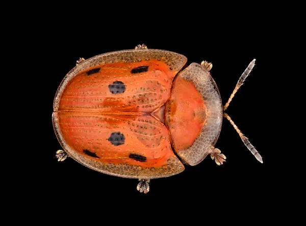 






  
    
  
  
    
  
  


Jonthonota nigripes
<br>
<br>


  2024-10-23
  <br>



  <a href="
  https://www.inaturalist.org/observations/248774548
  " style="color: #0087ff; text-decoration: underline;">iNaturalist observation</a>
  <br>



  ©️2024 Ben Gruver

<br>
License: <a href="https://creativecommons.org/licenses/by-nc/4.0/" style="text-decoration: underline;">CC BY-NC 4.0</a> 






