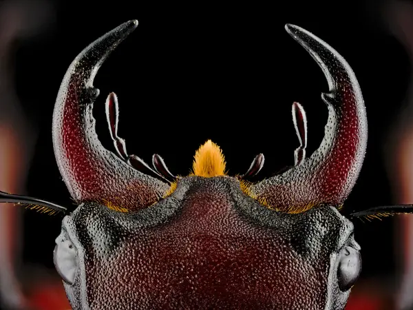 






  
    
  
  
    
  
  


Lucanus capreolus
<br>
<br>


  2024-06-26
  <br>



  <a href="
  https://www.inaturalist.org/observations/225459585
  " style="color: #0087ff; text-decoration: underline;">iNaturalist observation</a>
  <br>



  ©️2024 Ben Gruver

<br>
License: <a href="https://creativecommons.org/licenses/by-nc/4.0/" style="text-decoration: underline;">CC BY-NC 4.0</a> 






