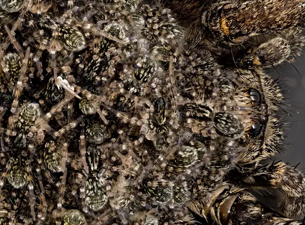 






  
    
  
  
    
  
  


Lycosidae sp.
<br>
<br>


  2023-04-18
  <br>



  <a href="
  https://www.inaturalist.org/observations/155590262
  " style="color: #0087ff; text-decoration: underline;">iNaturalist observation</a>
  <br>



  ©️2023 Ben Gruver

<br>
License: <a href="https://creativecommons.org/licenses/by-nc/4.0/" style="text-decoration: underline;">CC BY-NC 4.0</a> 






