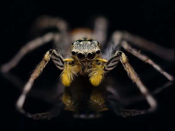 






  
    
  
  
  


Maevia inclemens, grey type male
<br>
<br>


  2022-12-27
  <br>





  ©️2022 Ben Gruver

<br>
License: <a href="https://creativecommons.org/licenses/by-nc/4.0/" style="text-decoration: underline;">CC BY-NC 4.0</a> 






