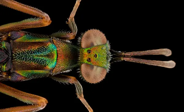 






  
    
  
  
    
  
  


Metapelma schwarzi
<br>
<br>


  2024-11-12
  <br>



  <a href="
  https://www.inaturalist.org/observations/251403733
  " style="color: #0087ff; text-decoration: underline;">iNaturalist observation</a>
  <br>



  ©️2024 Ben Gruver

<br>
License: <a href="https://creativecommons.org/licenses/by-nc/4.0/" style="text-decoration: underline;">CC BY-NC 4.0</a> 






