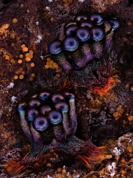 






  
    
  
  
  


Metatrichia vesparia
<br>
<br>


  2024-01-26
  <br>





  ©️2024 Ben Gruver

<br>
License: <a href="https://creativecommons.org/licenses/by-nc/4.0/" style="text-decoration: underline;">CC BY-NC 4.0</a> 






