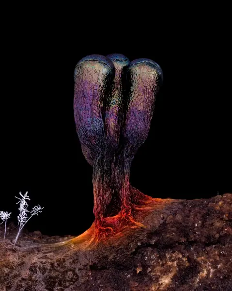 






  
    
  
  
  


Metatrichia vesparia
<br>
<br>


  2024-01-26
  <br>





  ©️2024 Ben Gruver

<br>
License: <a href="https://creativecommons.org/licenses/by-nc/4.0/" style="text-decoration: underline;">CC BY-NC 4.0</a> 






