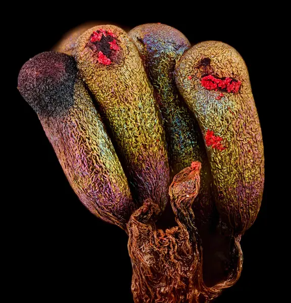 






  
    
  
  
  


Metatrichia vesparia
<br>
<br>


  2024-02-16
  <br>





  ©️2024 Ben Gruver

<br>
License: <a href="https://creativecommons.org/licenses/by-nc/4.0/" style="text-decoration: underline;">CC BY-NC 4.0</a> 






