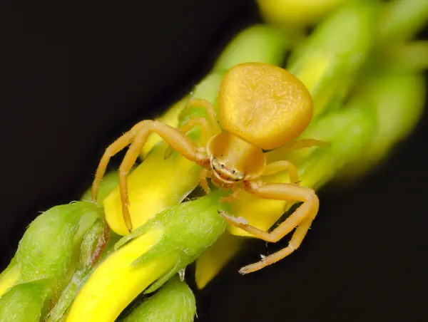 






  
    
  
  
    
  
  


Misumenoides formosipes
<br>
<br>


  2023-05-29
  <br>



  <a href="
  https://www.inaturalist.org/observations/164501710
  " style="color: #0087ff; text-decoration: underline;">iNaturalist observation</a>
  <br>



  ©️2023 Ben Gruver

<br>
License: <a href="https://creativecommons.org/licenses/by-nc/4.0/" style="text-decoration: underline;">CC BY-NC 4.0</a> 







