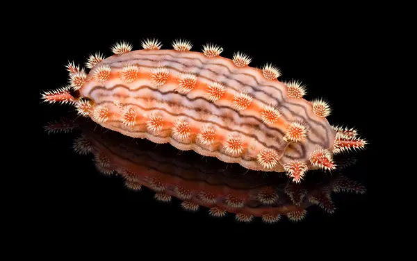 






  
    
  
  
    
  
  


Monoleuca semifascia caterpillar, 3/4th angle
<br>
<br>


  2025-08-10
  <br>



  <a href="
  https://www.inaturalist.org/observations/305161010
  " style="color: #0087ff; text-decoration: underline;">iNaturalist observation</a>
  <br>



  ©️2025 Ben Gruver

<br>
License: <a href="https://creativecommons.org/licenses/by-nc/4.0/" style="text-decoration: underline;">CC BY-NC 4.0</a> 






