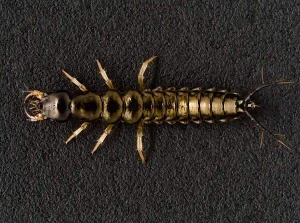 






  
    
  
  
    
  
  


Notiophilus larva
<br>
<br>


  2023-04-10
  <br>



  <a href="
  https://www.inaturalist.org/observations/154366439
  " style="color: #0087ff; text-decoration: underline;">iNaturalist observation</a>
  <br>



  ©️2023 Ben Gruver

<br>
License: <a href="https://creativecommons.org/licenses/by-nc/4.0/" style="text-decoration: underline;">CC BY-NC 4.0</a> 






