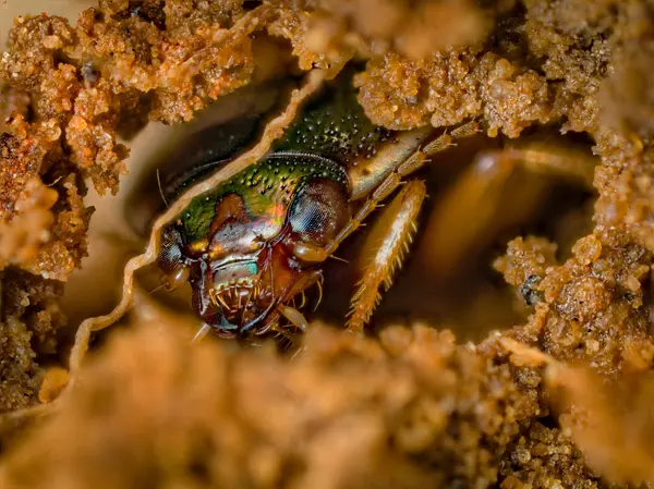 






  
    
  
  
  


Omophron americanum
<br>
<br>


  2023-04-06
  <br>





  ©️2023 Ben Gruver

<br>
License: <a href="https://creativecommons.org/licenses/by-nc/4.0/" style="text-decoration: underline;">CC BY-NC 4.0</a> 






