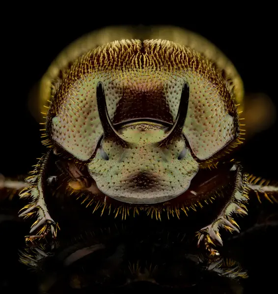 






  
    
  
  
    
  
  


Onthophagus striatulus
<br>
<br>


  2025-06-17
  <br>



  <a href="
  https://www.inaturalist.org/observations/290602817
  " style="color: #0087ff; text-decoration: underline;">iNaturalist observation</a>
  <br>



  ©️2025 Ben Gruver

<br>
License: <a href="https://creativecommons.org/licenses/by-nc/4.0/" style="text-decoration: underline;">CC BY-NC 4.0</a> 






