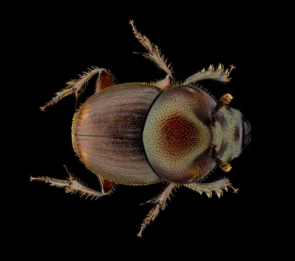 






  
    
  
  
    
  
  


Onthophagus striatulus
<br>
<br>


  2025-06-17
  <br>



  <a href="
  https://www.inaturalist.org/observations/290602817
  " style="color: #0087ff; text-decoration: underline;">iNaturalist observation</a>
  <br>



  ©️2025 Ben Gruver

<br>
License: <a href="https://creativecommons.org/licenses/by-nc/4.0/" style="text-decoration: underline;">CC BY-NC 4.0</a> 






