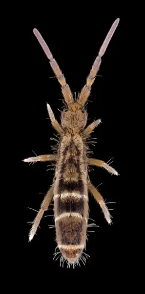 






  
    
  
  
    
  
  


Orchesella ainsliei
<br>
<br>


  2024-01-06
  <br>



  <a href="
  https://www.inaturalist.org/observations/195912567
  " style="color: #0087ff; text-decoration: underline;">iNaturalist observation</a>
  <br>



  ©️2024 Ben Gruver

<br>
License: <a href="https://creativecommons.org/licenses/by-nc/4.0/" style="text-decoration: underline;">CC BY-NC 4.0</a> 






