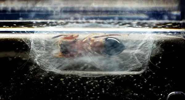 






  
    
  
  
  


Peckhamia sp.
<br>
<br>


  2022-09-28
  <br>





  ©️2022 Ben Gruver

<br>
License: <a href="https://creativecommons.org/licenses/by-nc/4.0/" style="text-decoration: underline;">CC BY-NC 4.0</a> 






