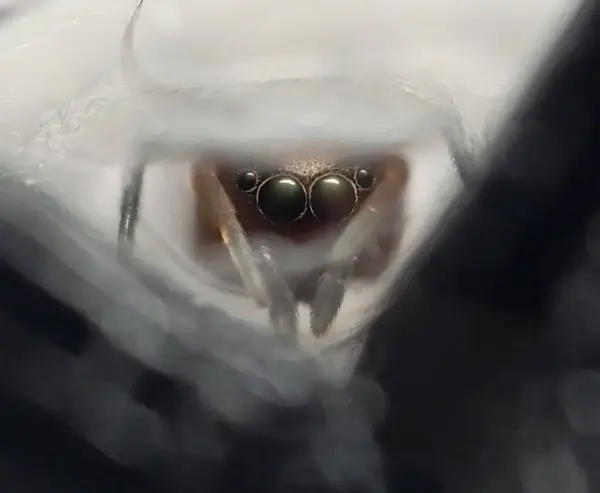 






  
    
  
  
  


Peckhamia sp.
<br>
<br>


  2022-10-03
  <br>





  ©️2022 Ben Gruver

<br>
License: <a href="https://creativecommons.org/licenses/by-nc/4.0/" style="text-decoration: underline;">CC BY-NC 4.0</a> 






